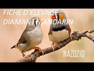 découvrez le fascinant monde des couples de mandarin, ces oiseaux colorés aux comportements captivants. apprenez tout sur leur habitat, leur alimentation et les interactions sociales qui font de ces petites créatures des compagnons adorables et uniques.