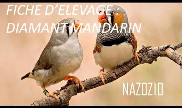 découvrez le fascinant monde des couples de mandarin, ces oiseaux colorés aux comportements captivants. apprenez tout sur leur habitat, leur alimentation et les interactions sociales qui font de ces petites créatures des compagnons adorables et uniques.